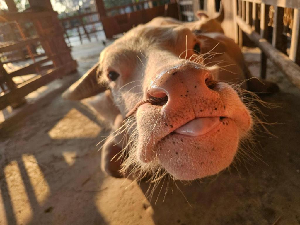 Отель The Buffalo Amphawa Samut Songkhram Экстерьер фото