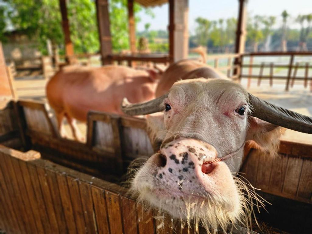 Отель The Buffalo Amphawa Samut Songkhram Экстерьер фото